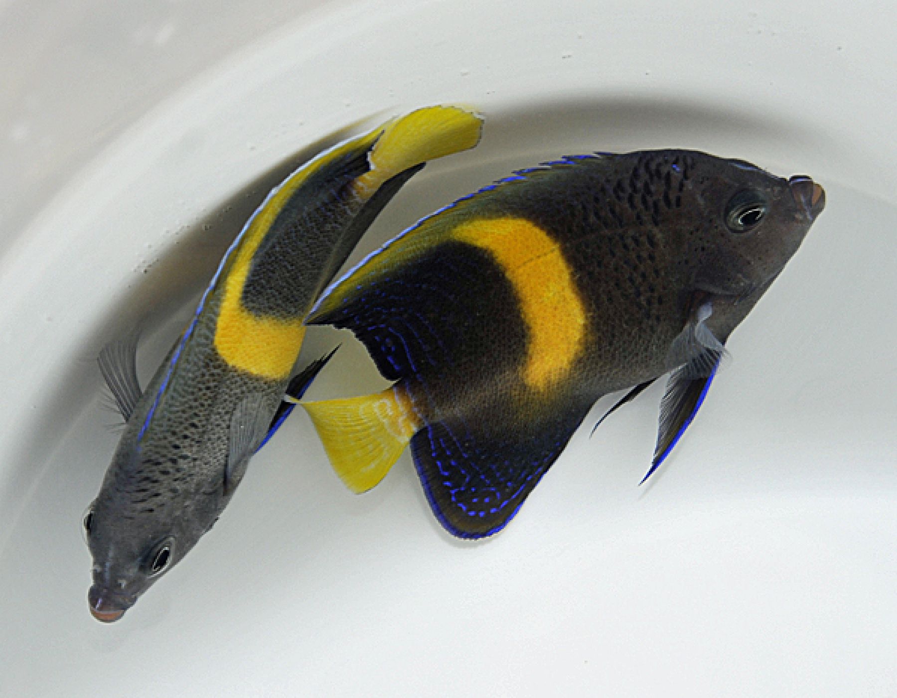 Pomacanthus maculosus - Arabischer Kaiserfisch